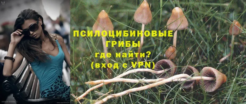 Галлюциногенные грибы Psilocybine cubensis  Вельск 